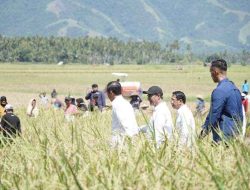 Bupati Sigi Dampingi Presiden Joko Widodo Dalam Kegiatan Panen Raya Padi di Desa Pandere